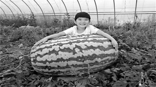 何雪子吃瓜爆料,娱乐圈幕后真相大揭秘