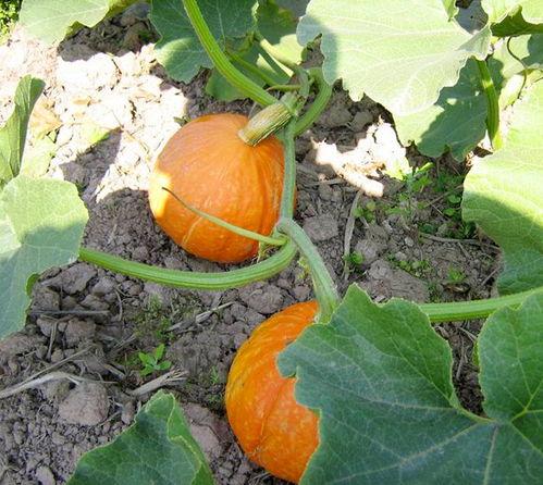 贵圈吃瓜爆料入口,独家爆料，带你走进吃瓜群众的视角